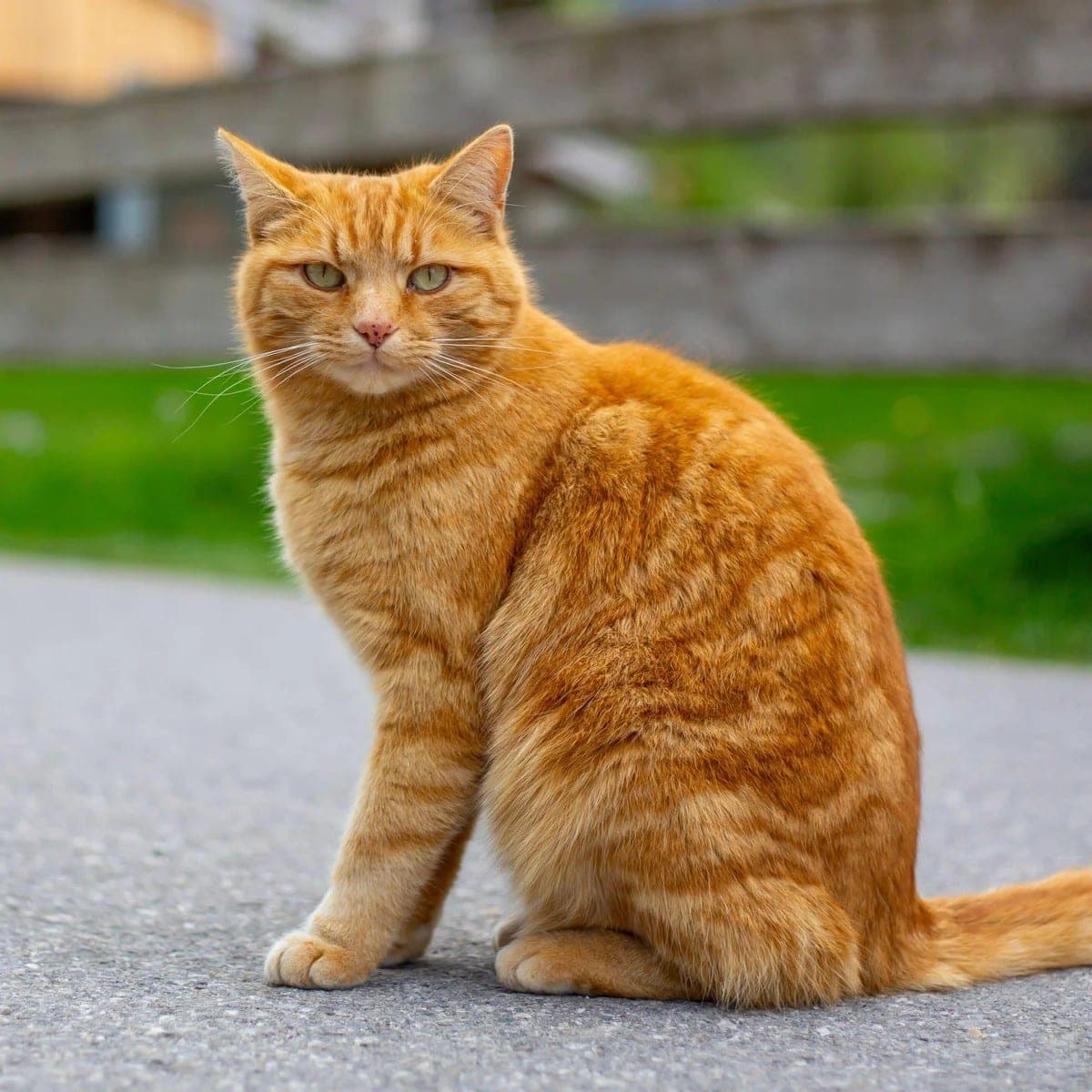 The original photo of the cat